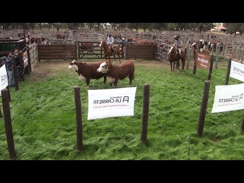 Remate Braford de primavera en La Carreta: 1 de octubre junto a Brangus de Los Retoños