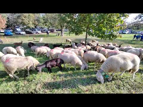 OVINI E CAPRINI AL PASCOLO.  LUSERNA S. GIOVANNI. (TO) MERC. 2 - 11 - 2022.