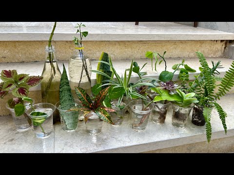 , title : '10 نباتات داخلية شهيرة نستطيع زراعتها في الماء فقط🪴زراعة النباتات المنزلية بدون تربة🌿👌شاهد'