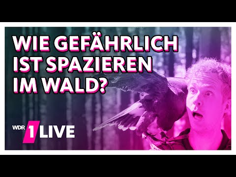 Wie gefährlich ist es im Wald? | 1LIVE Danger Gefahrencheck