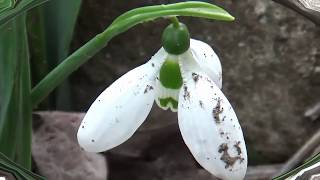 DECLAN GALBRAITH, THE LAST UNICORN, + Lyrics down