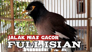 Download lagu jalak nias gacor full isian cukup sekali pancing jalak yg diam akan langsung respon dan nyaut gacor mp3
