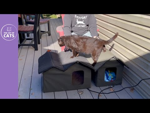 Outdoor Heated Cat Houses (K&H Products) Video