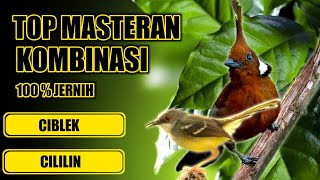 Download lagu Masteran Ciblek ngebren Jernih kombinasi Cililin Gacor Durasi Panjang mp3