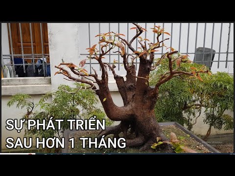 🔴 QBS23411 - NGẮM TÁC PHẨM TÁN ĐA VÀ SỰ PHÁT TRIỂN | CHĂM SÓC MAI VÀNG MIỀN BẮC NỞ HOA ĐÚNG DỊP TẾT