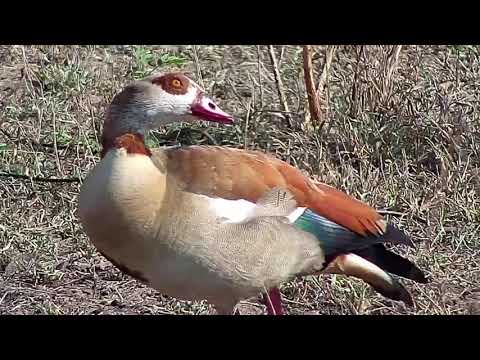 Djuma: Egyptian Goose pair - 08:07 - 09/23/20