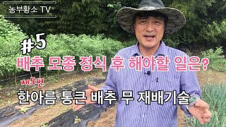 #5 배추 모종 정식 후 긴급히 해야할 일은? / 한아름 통큰 배추 무 재배기술 제5편 병해충 방제
