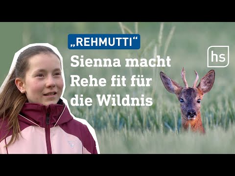 12-Jährige wildert zwei kleine Rehe nach Unfall aus | hessenschau