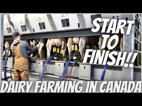 The Afternoon Milking Shift!!