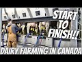 The Afternoon Milking Shift