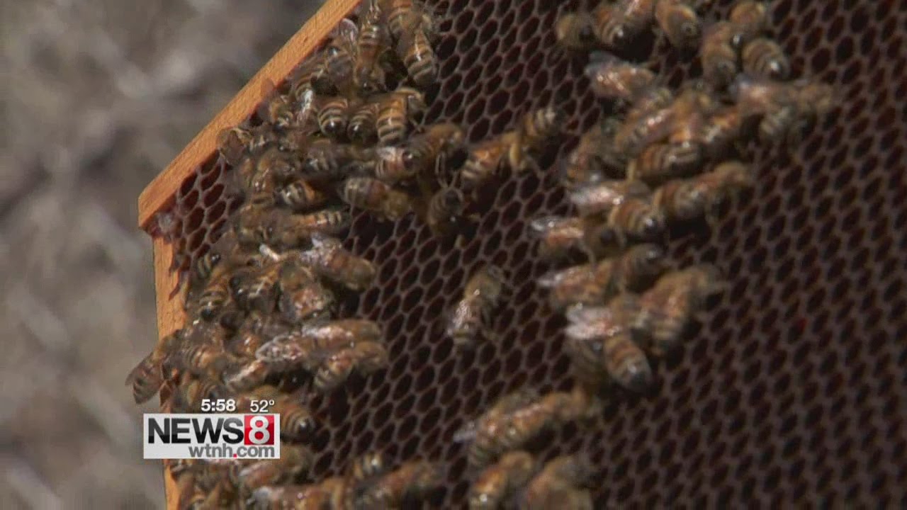 Keeping Connecticut's beekeeping tradition buzzing