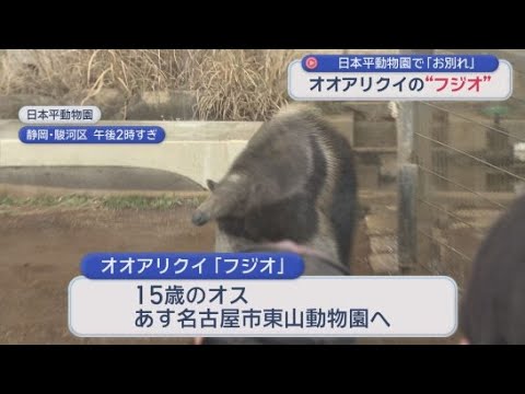 YouTube Video オオアリクイ「フジオ」のお別れガイド　１６日に名古屋の東山動物園へ　静岡市・日本平動物園