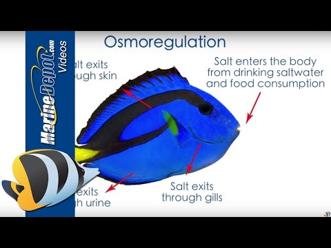 Aquarium Salinity: How to Measure and Why It's Important