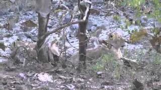 preview picture of video 'Wildlife of India, Part IV:  Sasan - Gir National Park'