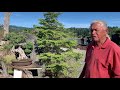 Visiting Dan Robinson's Bonsai Garden