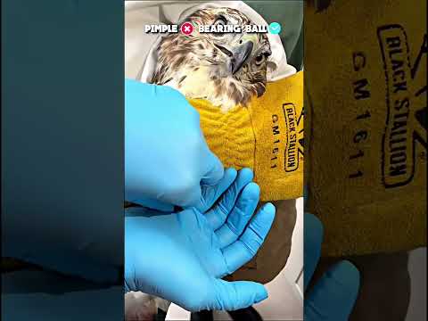 He Catches Eagles For Saving His Life From Infection And Ball #shorts #facts