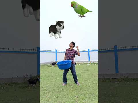 , title : 'May 12, 2023 Parrot, Shalik, Pigeon, Rooster catching vs Cat & Dog - Funny vfx'