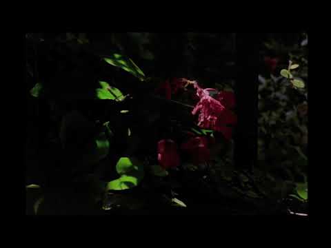 Lugano mental, Sergio Subero