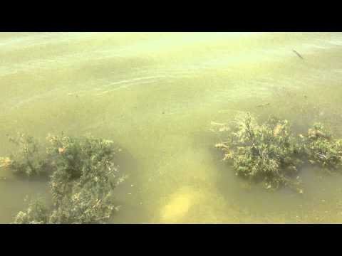 Caspe carp fishing on the river Ebro