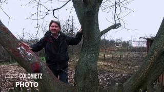 preview picture of video 'Деревья-путешественники: часть вторая ОРЕХ'