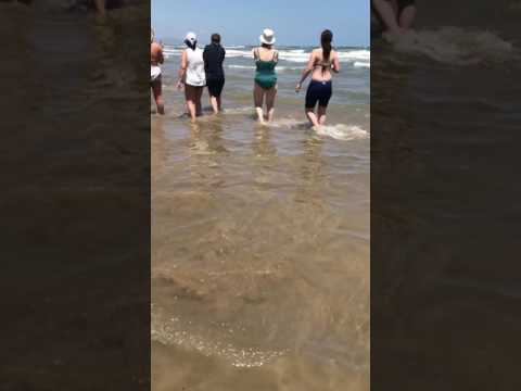 Shark. Valencia beach. Spain. 2017