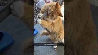 Domestic Longhaired Cat Cats Videos