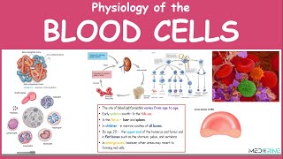 Physiology of the Blood and Blood Cells Simplified