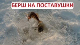 Ловля берша зимой на поставушки