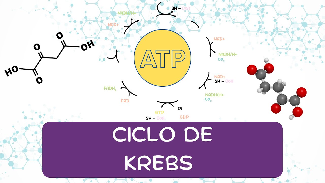 CICLO DE KREBS FÁCIL Y RESUMIDO (SOLO 4 MINUTOS)