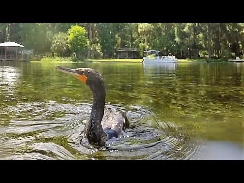 Meet Charlie - A friendly Cormorant