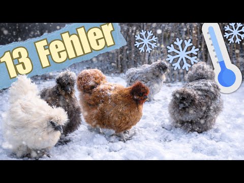 Hühner im Winter 🐓❄️ wie du die größten Fehler vermeidest