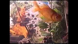 גידול דגי נוי באקווריום ביתי.wmv (ידידנו היקר משה רצון ז"ל) - התמונה מוצגת ישירות מתוך אתר האינטרנט יוטיוב. זכויות היוצרים בתמונה שייכות ליוצרה. קישור קרדיט למקור התוכן נמצא בתוך דף הסרטון