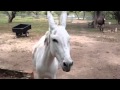 Donkey Mating Call