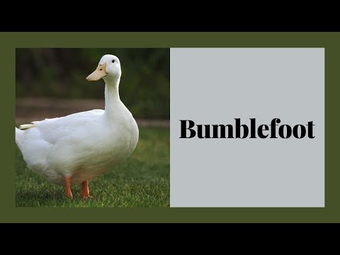 How to Tell Your Duck Has Bumblefoot: Symptoms and Treatment