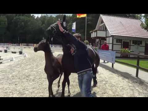 De Martino   Florencio Stutfohlen