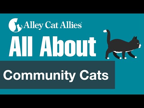 All About Community Cats