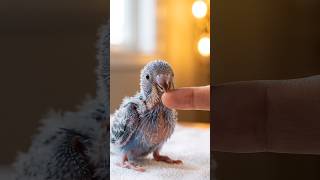 AI Story: Budgie Egg Hatching, Then the Baby Climbed Onto Her Finger