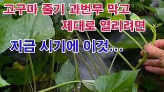 고구마 줄기 과번무 막고 제대로 열리려면 지금 시기에 이것 주세요.( 고구마 재배, 고구마 비대 방법, 장마…