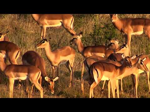Impala herd enjoying their morning -  05/11/18