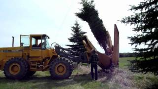 Large Colorado Spruce Tree Digging