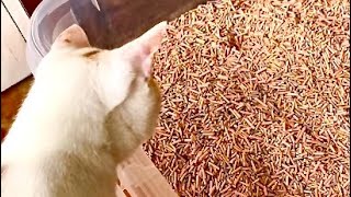 Product Review: TOFU Cat LITTER. Is it any good