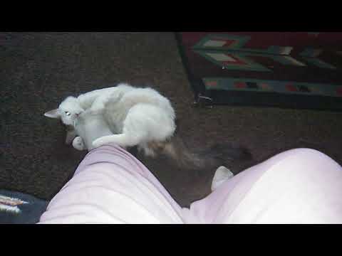 Foot massage with Neville