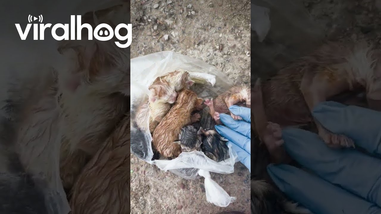 Seven Kittens Rescued From Dumpster || ViralHog