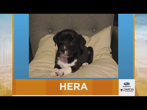 New Mexico Living Pet Pics November 7, 2025 - YouTube