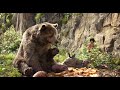 The Jungle Book Movie Mowgli Bagheera