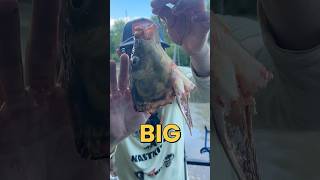 Download lagu Do BIG Baits Really Catch BIG Fish? #fishing #fishingvideos #bigfish mp3 Download lagu Do BIG Baits Really Catch BIG Fish? #fishing #fishingvideos #bigfish mp3