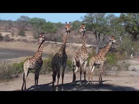 Djuma: Giraffes - 15:12 - 10/18/19