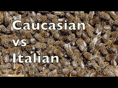 Honey Bee Races & August Beekeeping