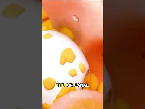 Apples AirPods sind auf jeden Fall eine Herausforderung bei der Reinigung.