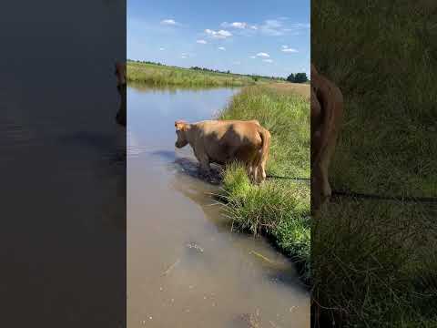 Точно вміє плавати Рижуля #villagelife #diy #pig #farm #cow #animals #farming #village #animal